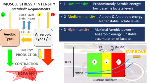 Lactate Threshold Testing in Performance Sport - https://cpsinmotion.com